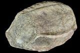 Fossil Fern (Lygdonium) - Carboniferous #111671-2